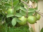 guava
