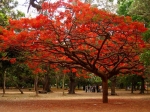 Gulmohar,Flame Tree (Delonix regia)