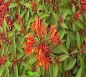 hamelia patens