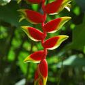 heliconia rostrata