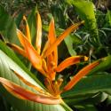 heliconia