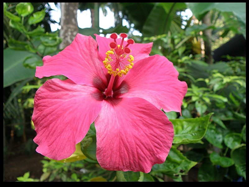 hibiscus jaswand