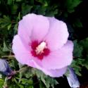 hibiscus blue