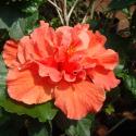 hibiscus hawaiian double