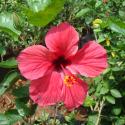 hibiscus hawain double