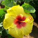 hibiscus
