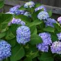 Hydrangea