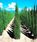 Italian Cypress (Cupressus sempervirens)