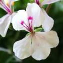 ivy-geranium