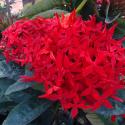 ixora
