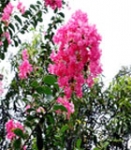 Pride of India, Queen Crape Myrtle, Jarul (Lagerstroemia speciosa)
