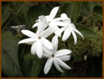 jasmin