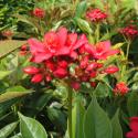 jatropha