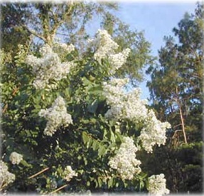 lagerstromia indica white (shravani)