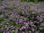 lantana blue