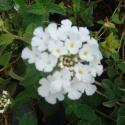 lantana white