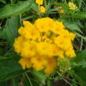 lantana yellow