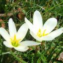 lily