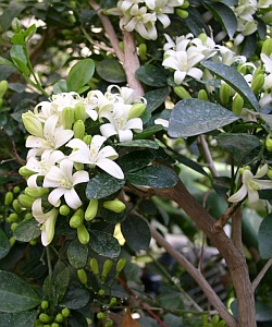 madhukamni