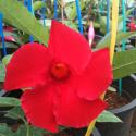 mandevilla red