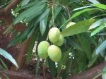 Fruits 