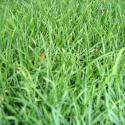 mexican grass