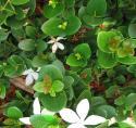 natal plum