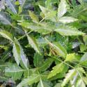 Neem (Azadirachta indica)