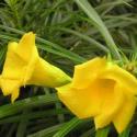 nerium oleander 'yellow'
