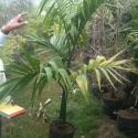 nut palm