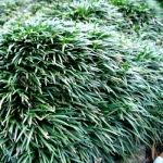 ophiopogon japonicus