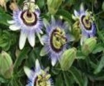 passiflora blue