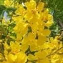 Copperpod, Peela gulmohar (Peltophorum pterocarpum)