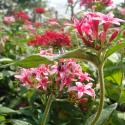 pentas pink