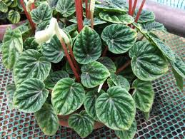 peperomia