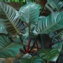 philodendron red congo
