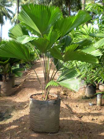pichodia grandis palm