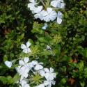 plumbago