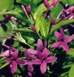 pseuderanthemum sanchezia nobilis