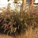 red fountain grass