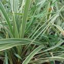 ribbon grass varigated