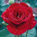 rose fragrance red