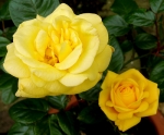 rose fragrance yellow