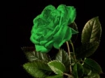 rose green