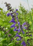 salvia spanish