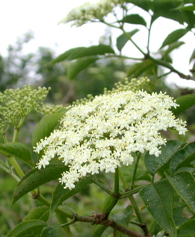 sambucus-nigra
