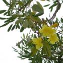 Caribbean Trumpet Tree, Silver Trumpet Tree, Yellow Tabebuia (Tabebuia aurea)