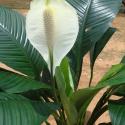 spathiphyllum