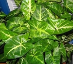 syngonium Arrowhead