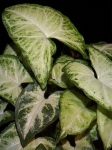 syngonium beauty queen